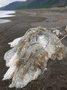 海の古代生物か？ロシアの海岸に打ち上げられた謎の死骸