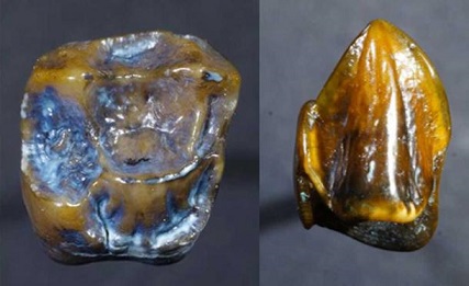 人類の歴史を変える？！９７０万年前の「歯」がドイツで発見される！