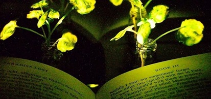 将来、光る植物が街灯として植えられるかもしれない？！