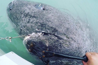 北大西洋で５１２歳のサメ見つかる！世界最古の脊椎動物か！