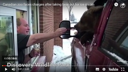 ドライブスルーで熊にアイスを食べさせ、動物園オーナー刑事責任を問われる！
